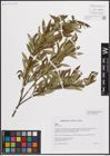 Foto von Salix elbursensis Boiss.